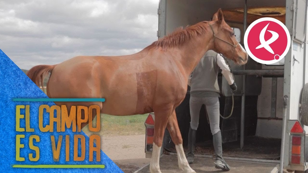 Llega el día de la competición de raid para Aurora y Joacaz | El campo es vida