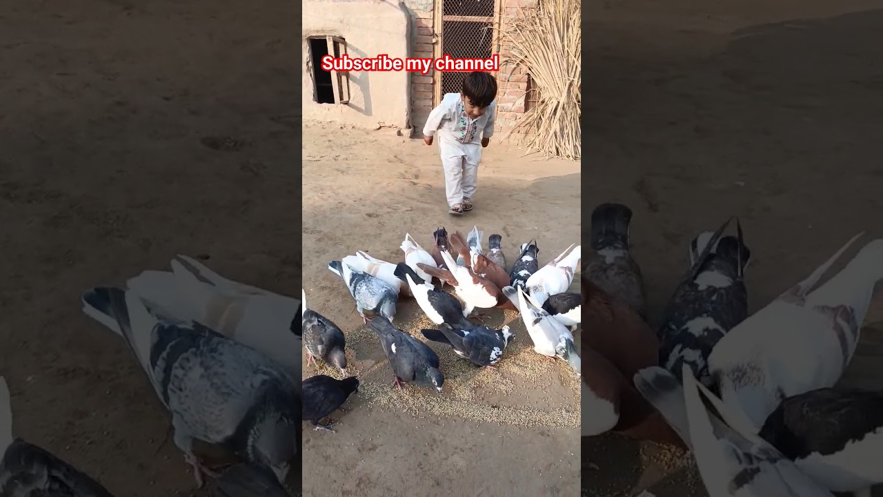 #pigeon #colourfulpigeons #pigeonbreeds #manytypesofpigeons #birdspecies #animals #colorfulpigeons