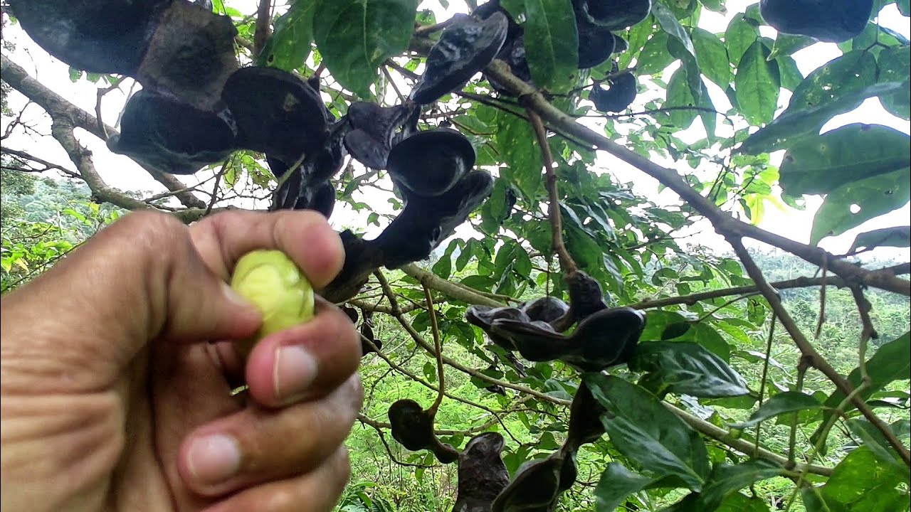 Jengkol Dikebun Sudah Hampir Tua, Hari Ini Macam² Aktivitas Dikebun, 3 minggu lagi, Penen Jengkol