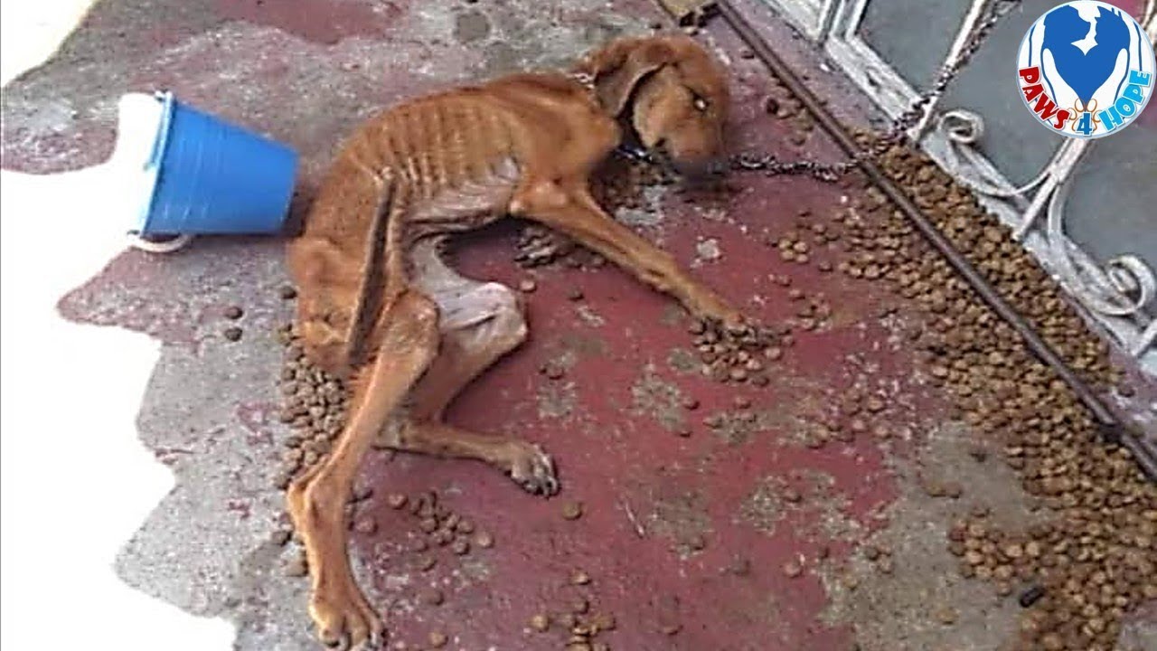 Rescue an Abandoned Dog Lose Hope With Amazing Transformed