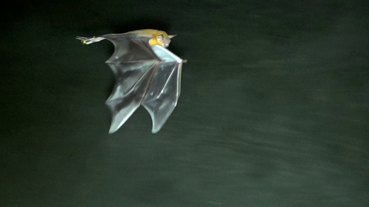 The Greater Fishing Bat looks like a Bulldog