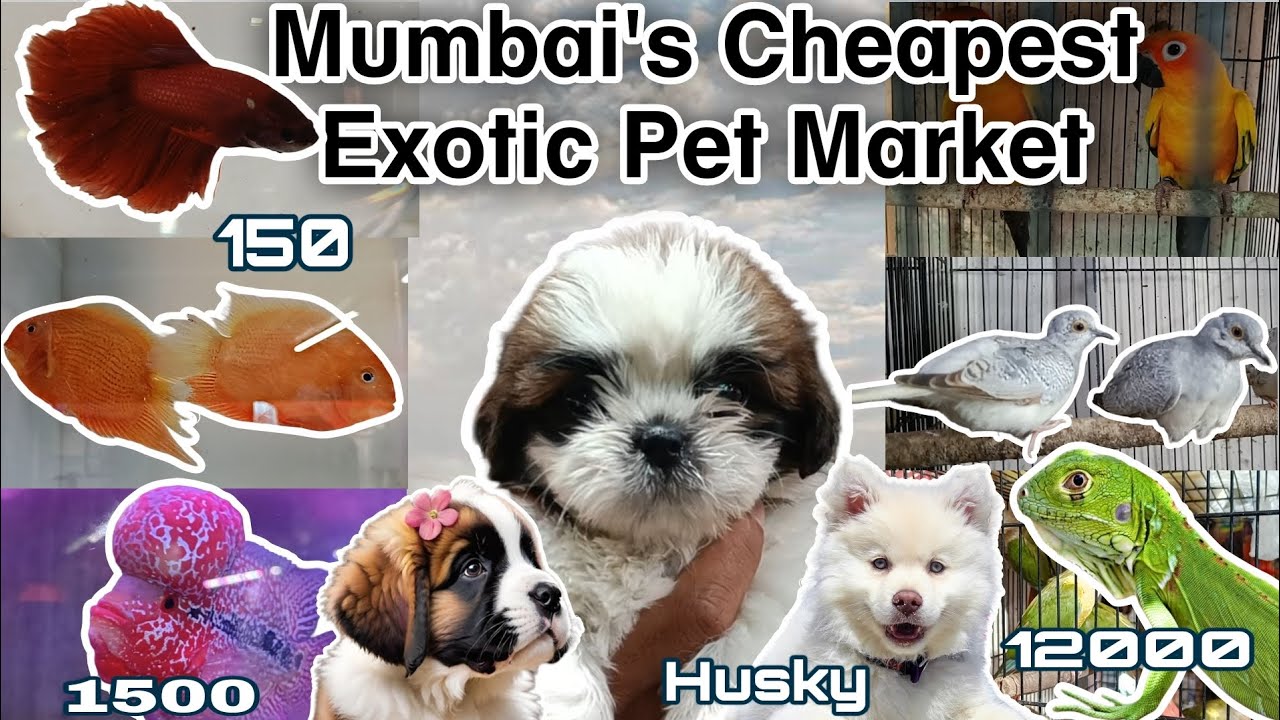 Mumbai's Cheapest Exotic Pet Market | Crawford Market 2025 | Aquarium Fish And Dogs 🐶🐱