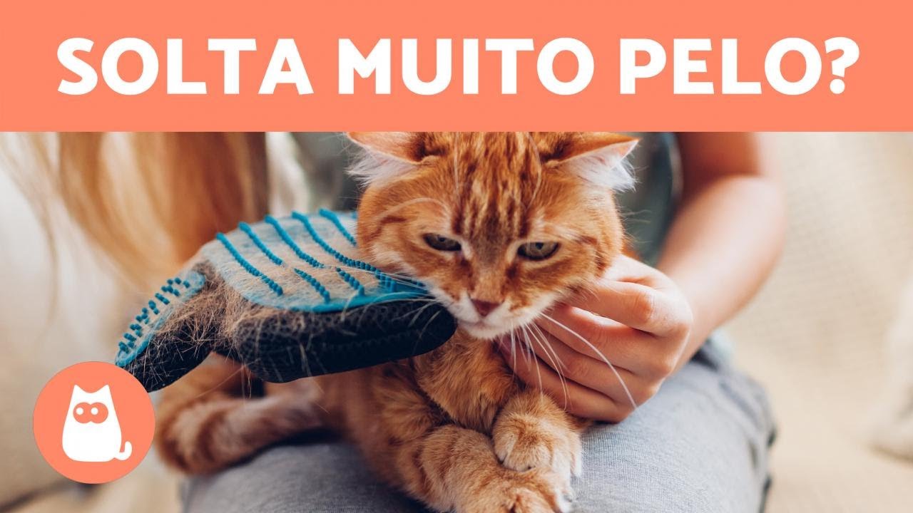 TROCA de PELO em GATOS 🐱🐾 (O que é, Temporada e Cuidados)