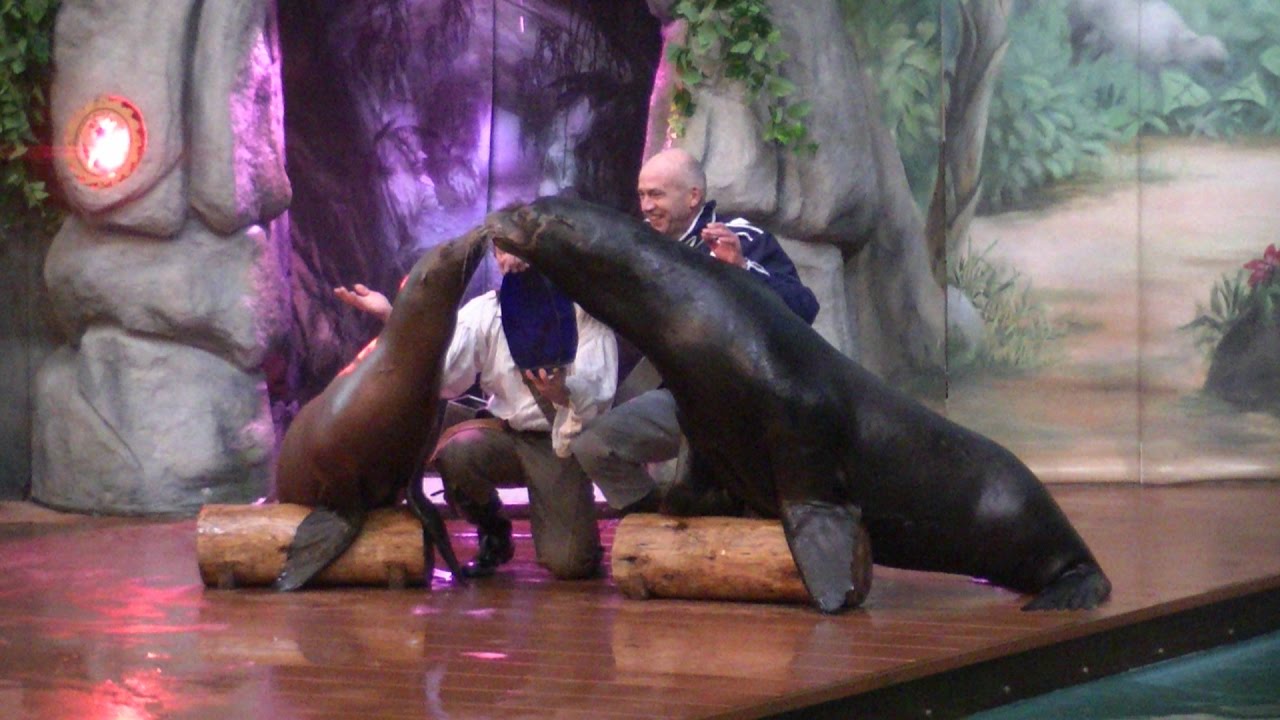 Zotte Zeeleeuwentheater Zeeleeuwenshow Dolfinarium 2017