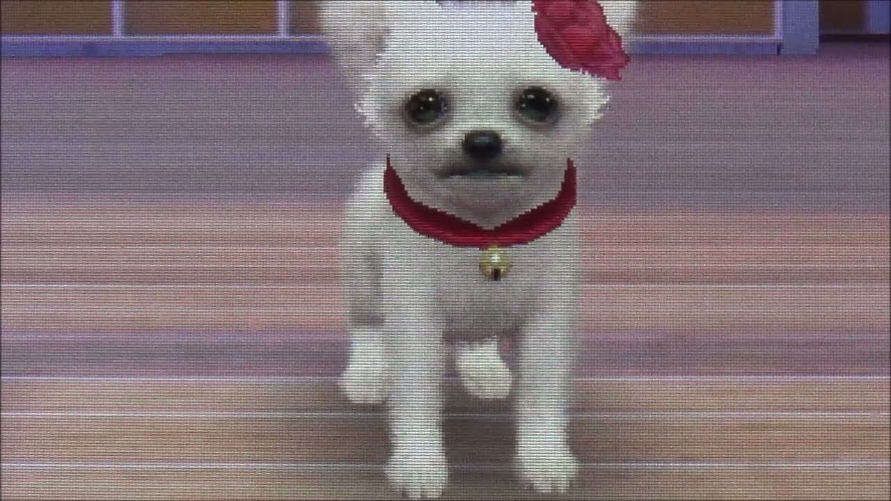 Nintendogs+CatsV.B [ J’apprends Sauter à Rose puis une Compétition en Coupe Pro + la16ème Balade ]