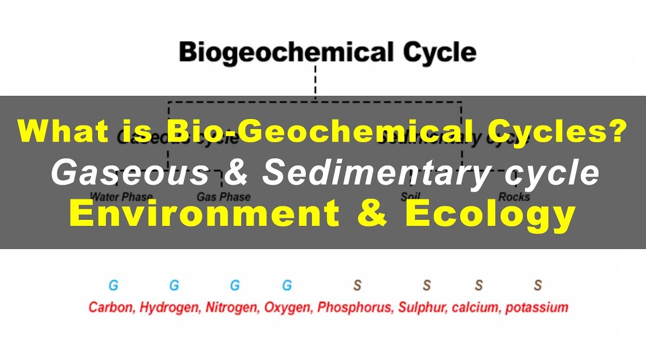 What is Biogeochemical cycles | Environment & Ecology