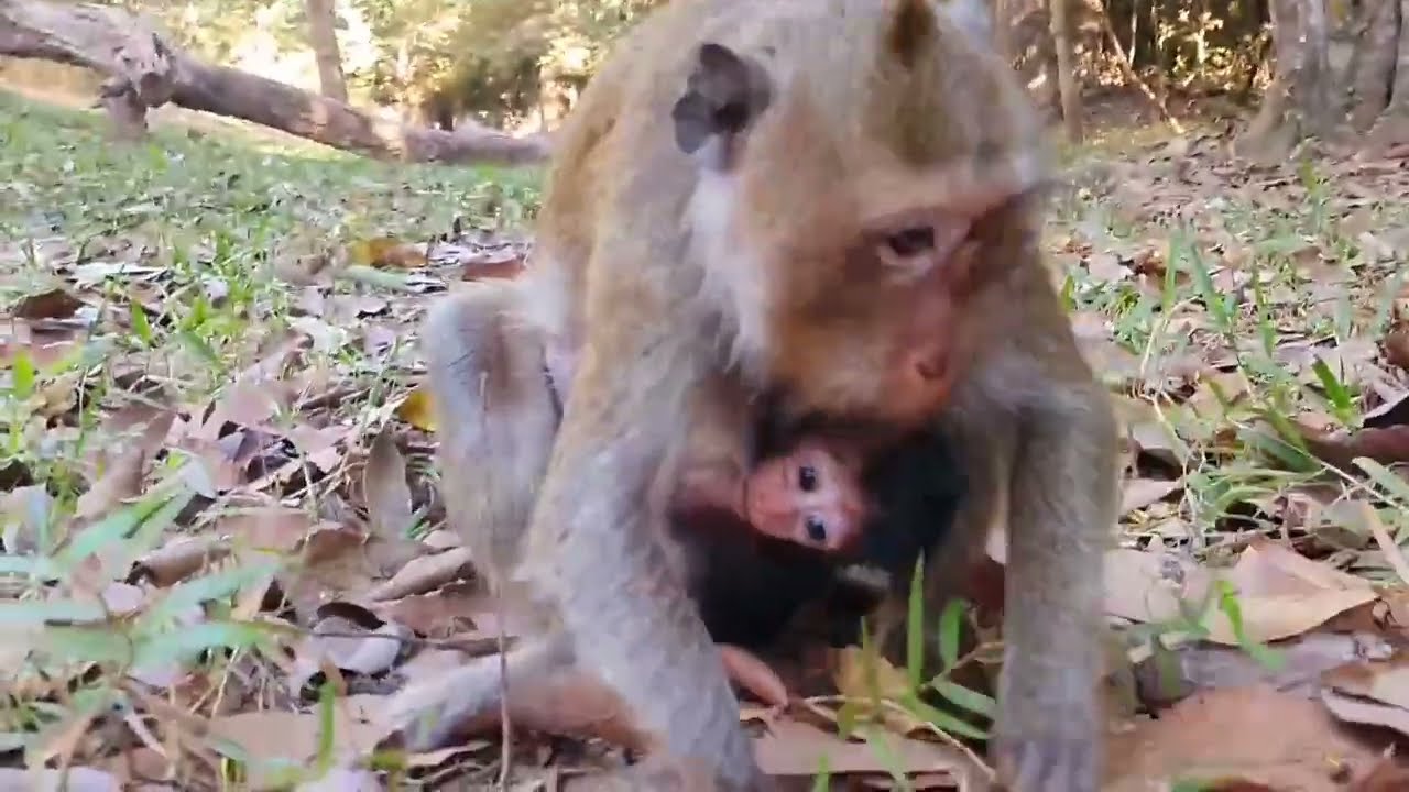 Monkey Grab In Cambodia Good All Monkeys In Khmer #207