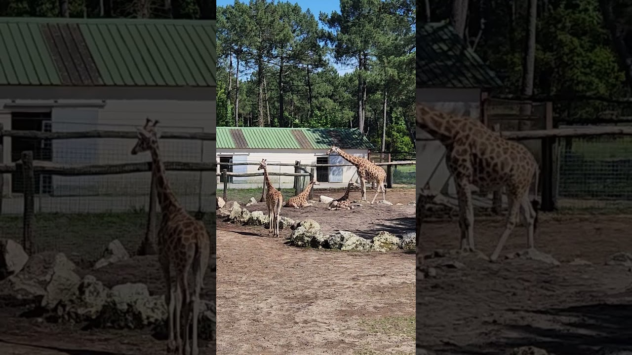 Face-to-face with Giraffe in France