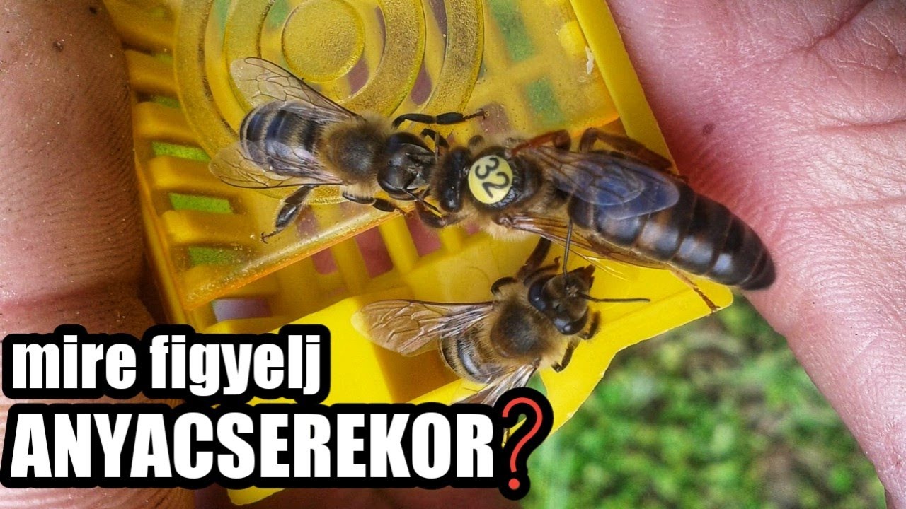 Méhésznapló #39 - eredményes anyacsere CSALÁDBAN