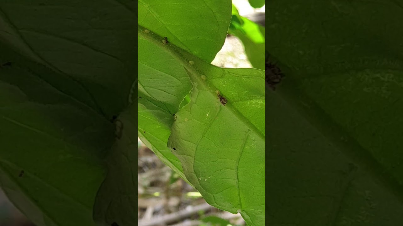 Lacewing Larva Decimates Scale