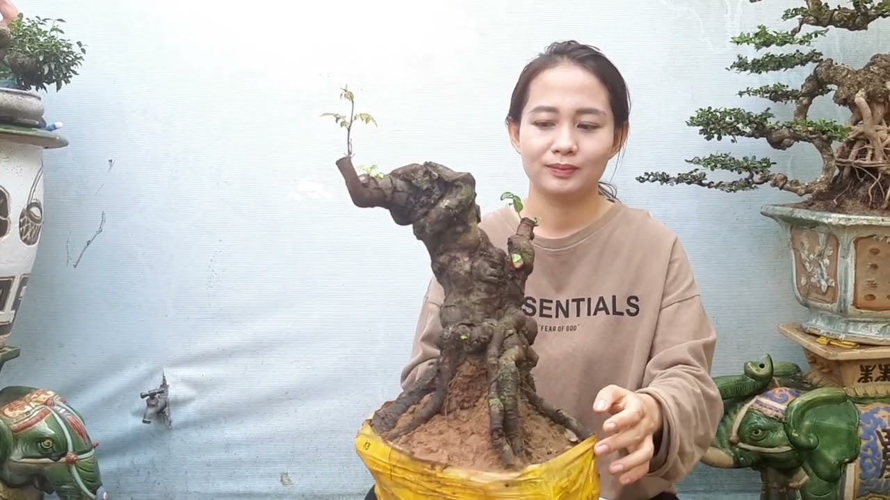 giao lưu cây Khế gân già đẹp Giá hữu nghị Ngày 19/1 @LH:#0907.529.419