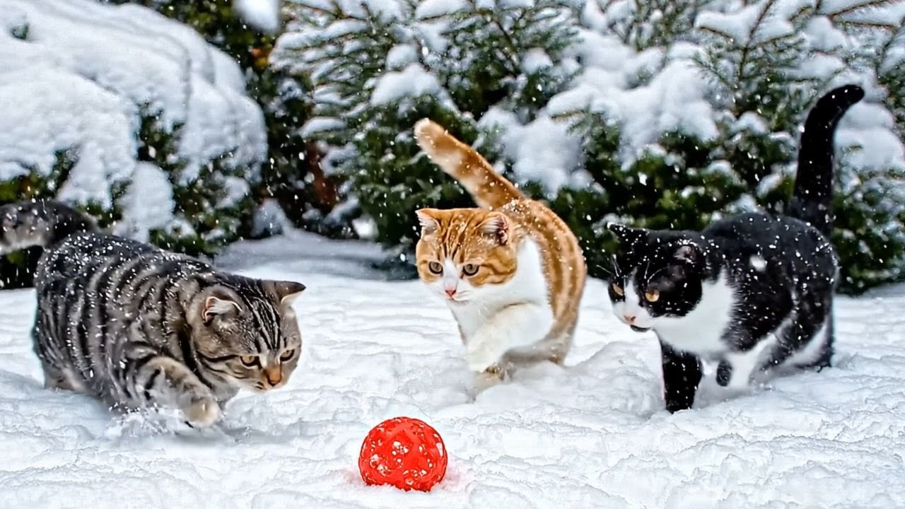 Cats Playing in the Snow | Cutest Cats Compilation | Best of Internet | Try Not to Smile! 😊
