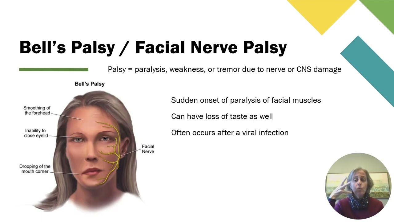 7d Nerves & Cranial Nerves - Cranial Nerves 5 & 7