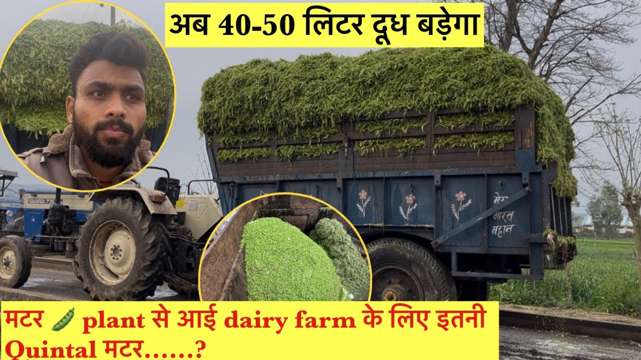 मटर plant 🫛 से आई dairy farm के liye इतनी quintal मटर || अब 40-50 लिटर दूध बढ़ेगा 🐄🐄