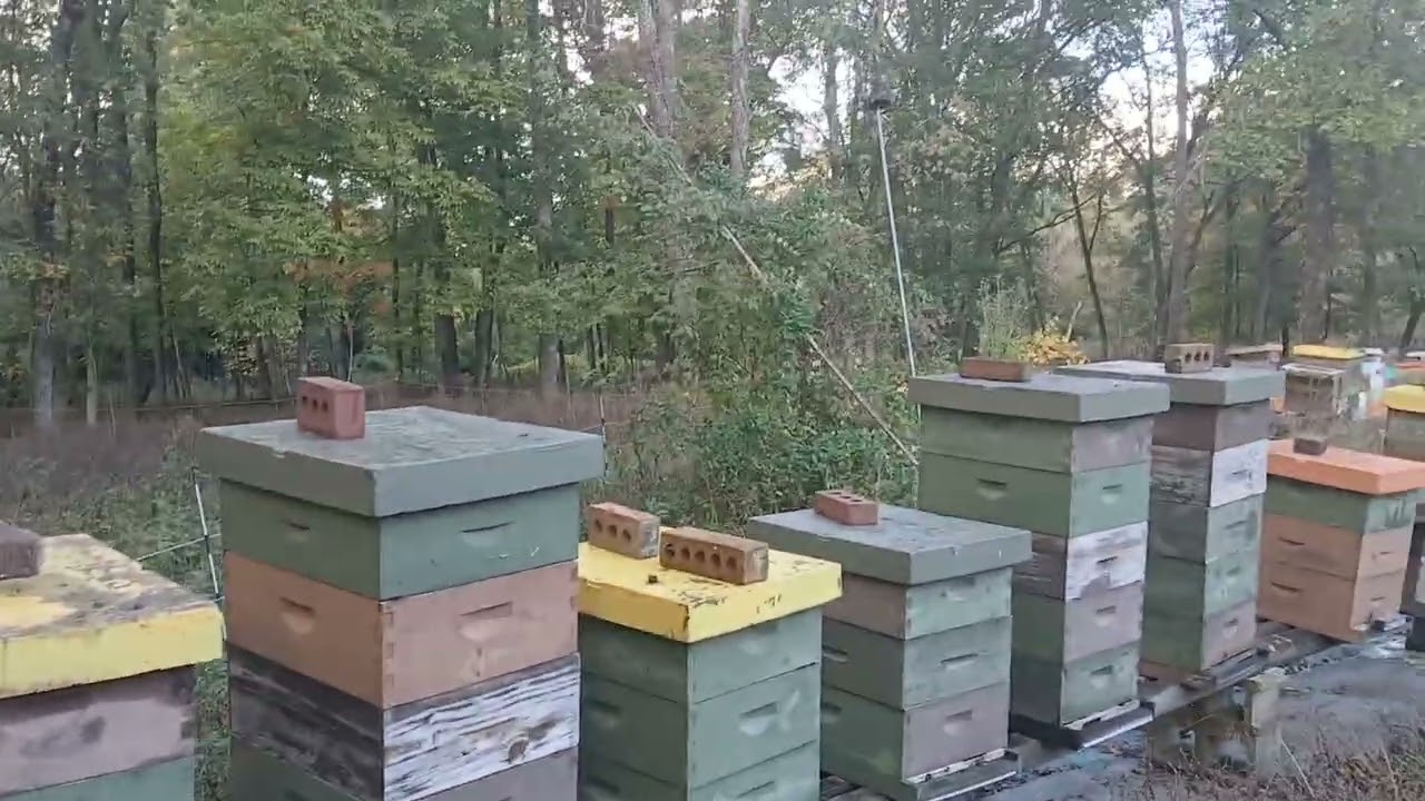 Joys of Hobby Beekeeping 