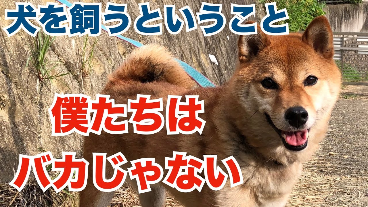 僕たちはバカじゃない！犬を家族にするなら犬の本質を知ってほしい