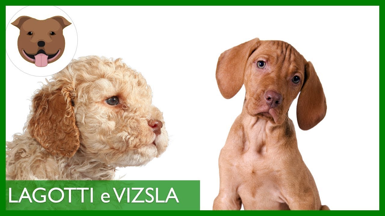 Bracco Ungherese (Vizsla) e Lagotto Romagnolo | Cuccioli e prime esperienze