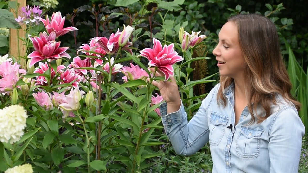 Varying Lily Types for Continuous Cut Flowers 🌸😍//   Northlawn Flower Farm