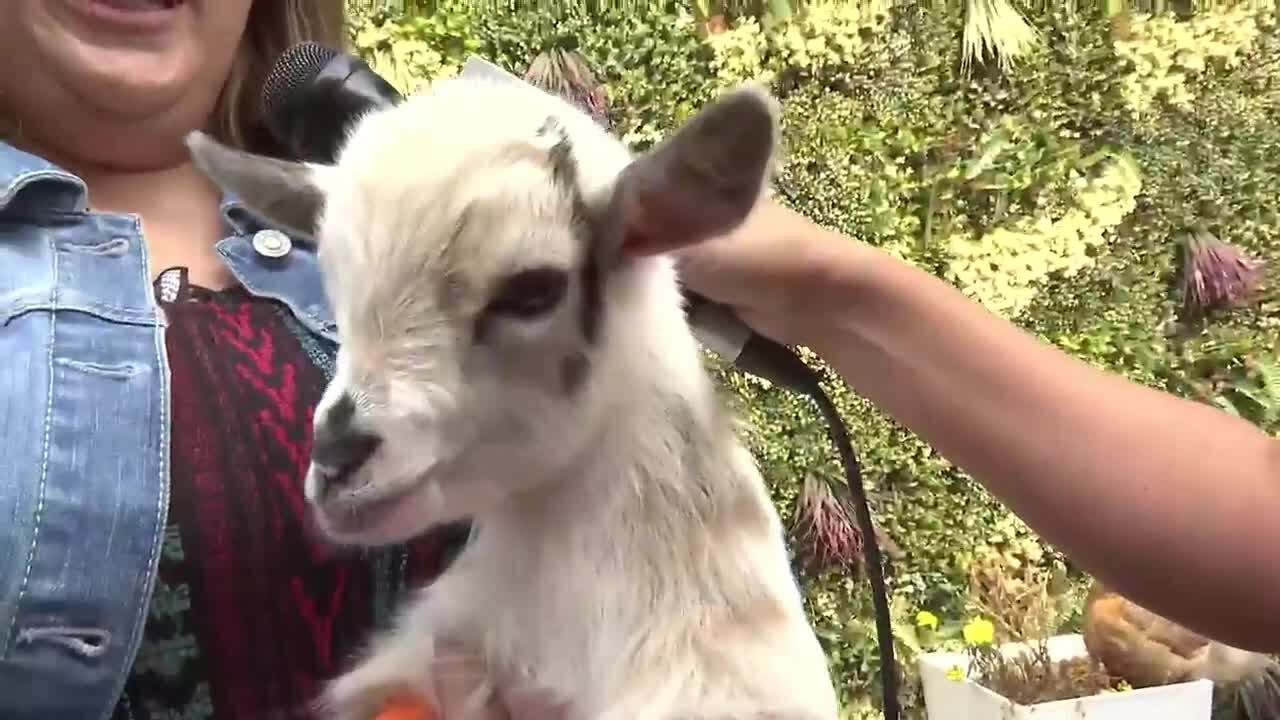 The Feral Den mobile petting zoo