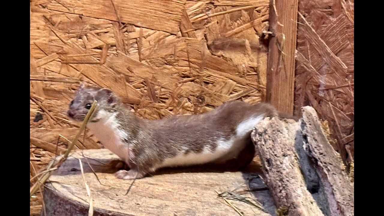 2024/266 - 400 tierische Zwerge sind in Aue zuhause | Mauswiesel