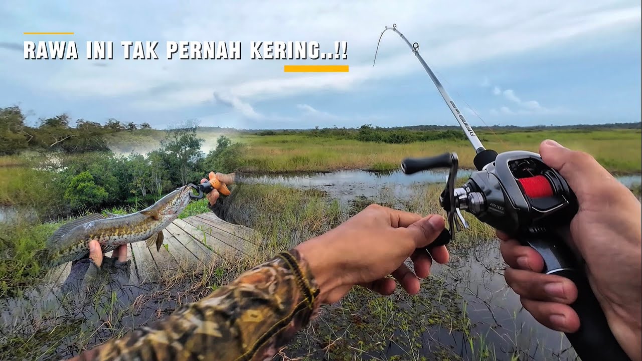 Ikan Disini Gak Bisa Habis ‼️ Serunya Casting Di Rawa Yang Tak Pernah Kering|| Shimano Metanium 2023