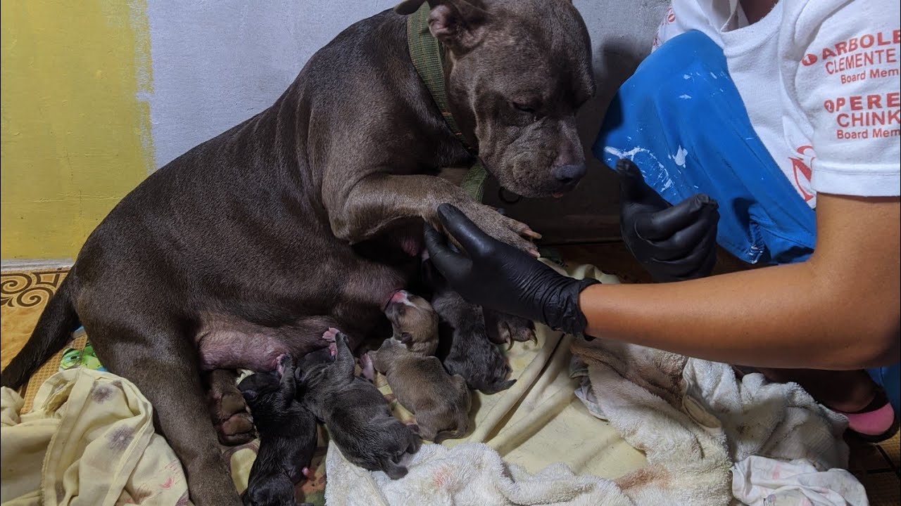 american bully giving birth umabot ng 68 days