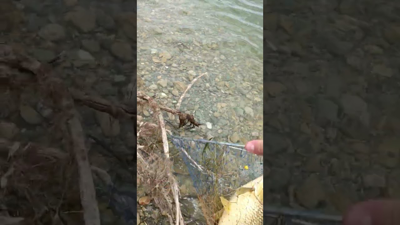 çorum kargı trofe sazan avı #keşfet #fishing #keşfetteyiz #balık #shortsvideo #doğa #fish #balıkavı