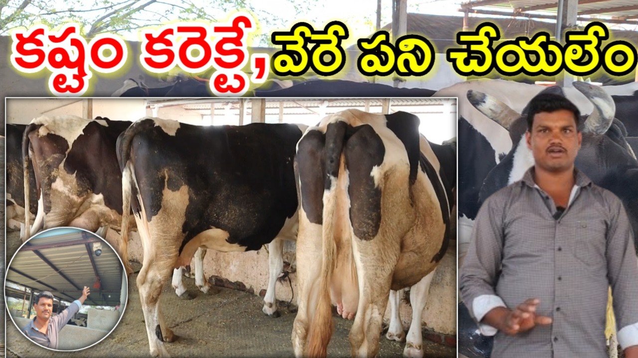 కష్టం కరెక్టే కానీ vikram reddy dairy farm @MalleshAdla