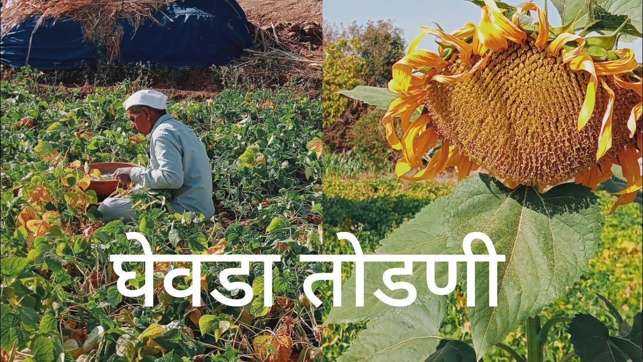 घेवड्याचा दुसरा तोडा केला? सुर्यफुल बघा किती मोठे आहे//🌻🌻🌿🌿
