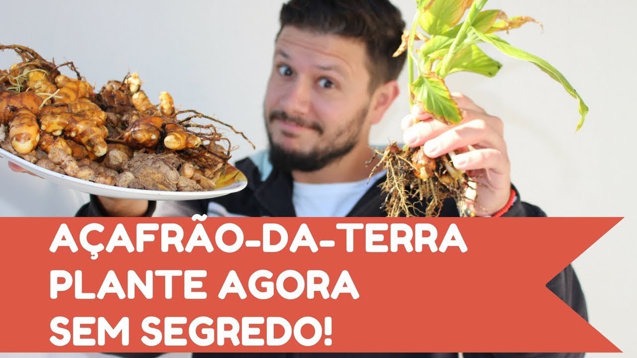 Como plantar AÇAFRÃO - Completo!!!