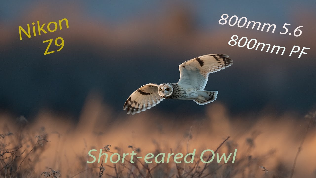 Short-eared Owls using Nikon Z9, 800mm 5.6 and 800mm PF.