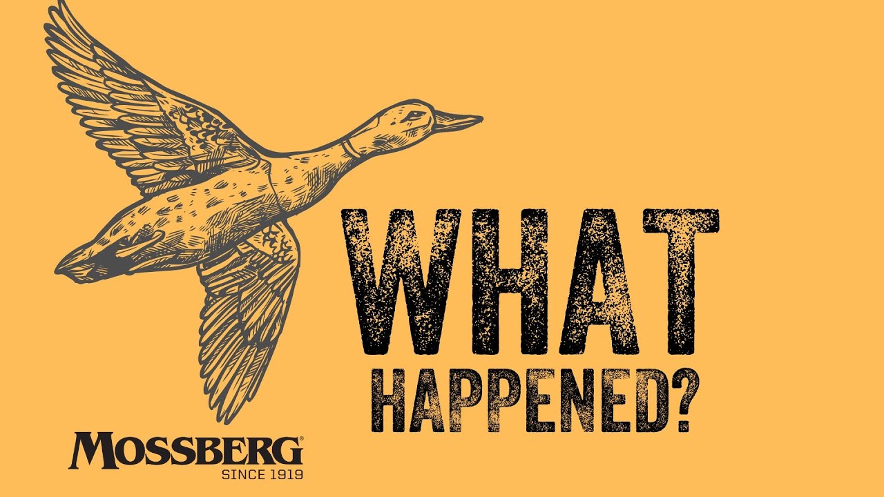 Why Are All the Ducks Disappearing?