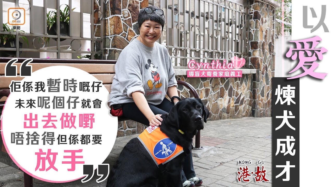 港故：導盲犬寄養家庭　習慣離別仍難忍淚水　義工：當嫁佢出去啦