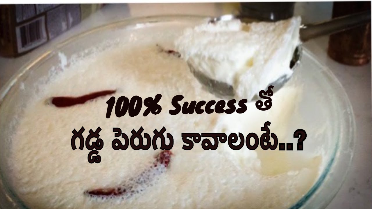 తియ్యటి గడ్డ పెరుగుకోసం EASY PROCESS..Excellent Probiotic, Rich in Calcium,.Tricks for 100% SUCCESS!