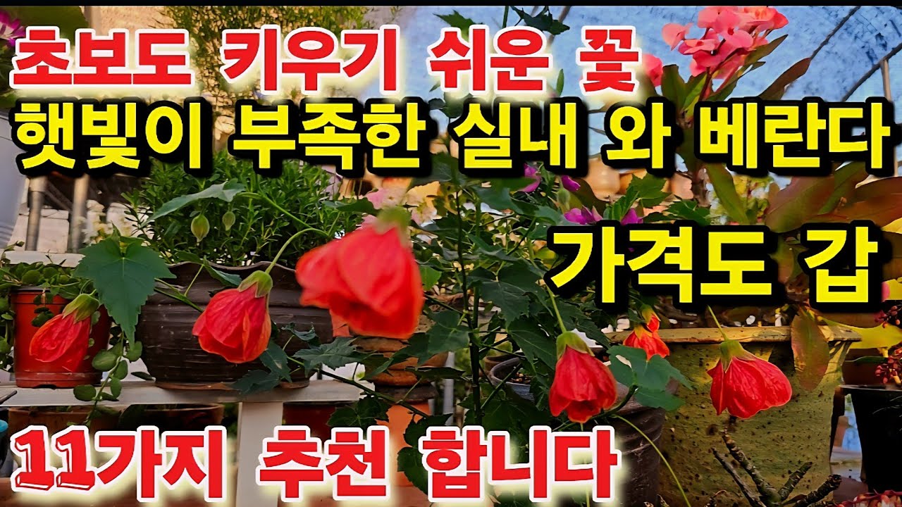 11가지 추천 햇빛 부족한 베란다 실내 초보도 잘 키우기 쉬운 꽃 가격도 갑 