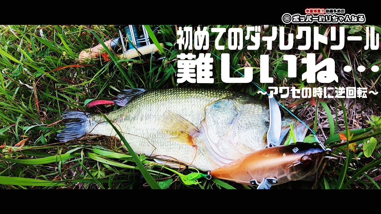 【羽根モノで水面爆発‼】初めてのダイレクトリール難しいね…　スーパーストライク　スミス　シェイクスピア　プレジデント　おかっぱり　ダッジ　トップウォータープラグ　釣り　フィッシング　DEPS　フロッグ