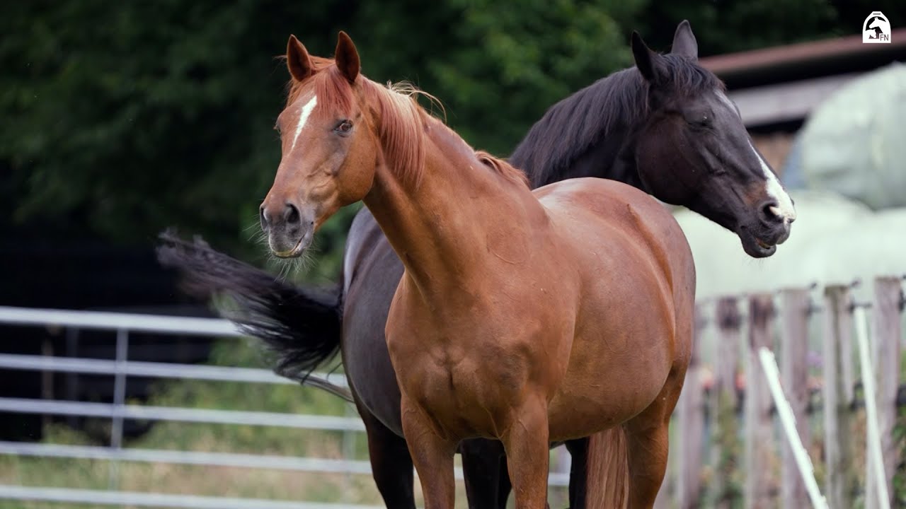 Stallbesuch bei Sandra Auffarth