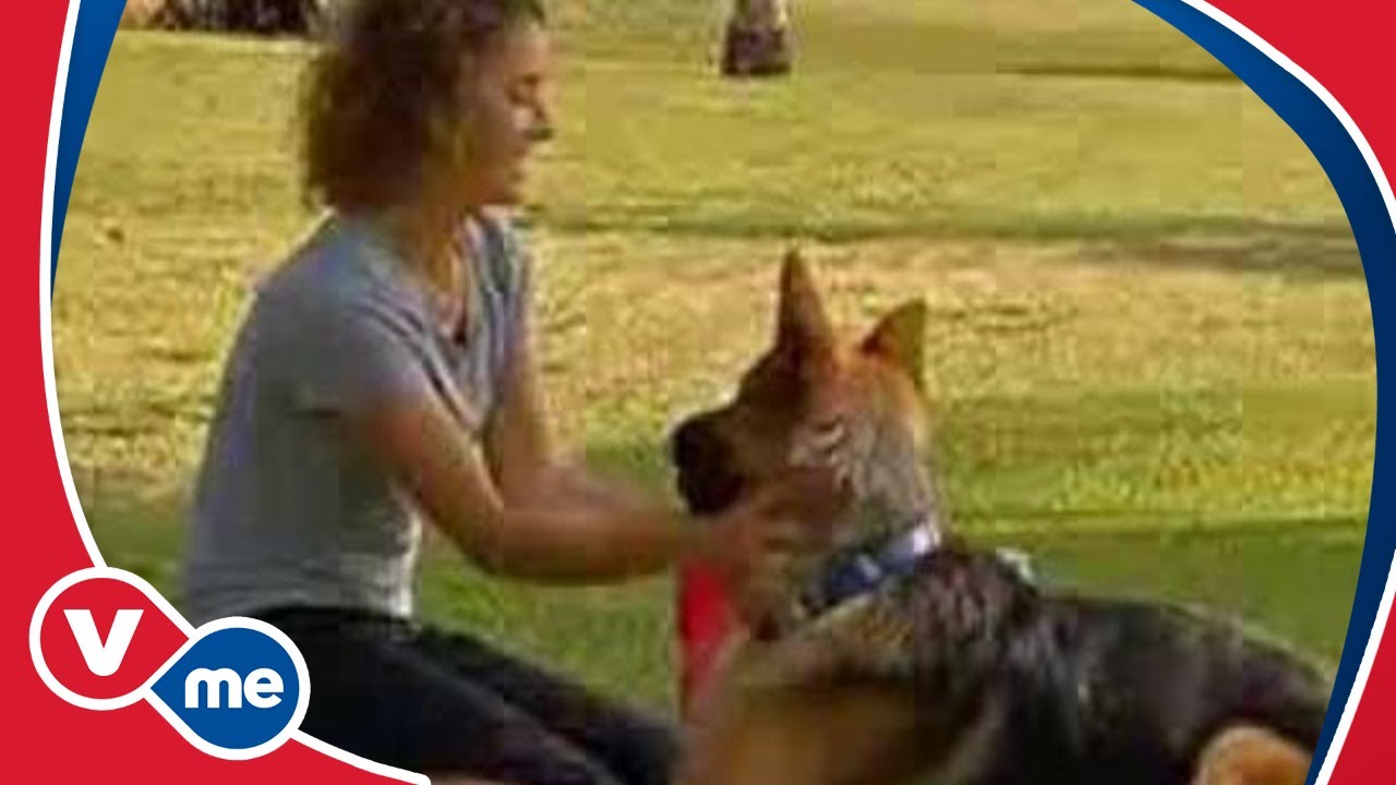Mi Mascota | Cómo hacer a tu perro más sociable | VME TV