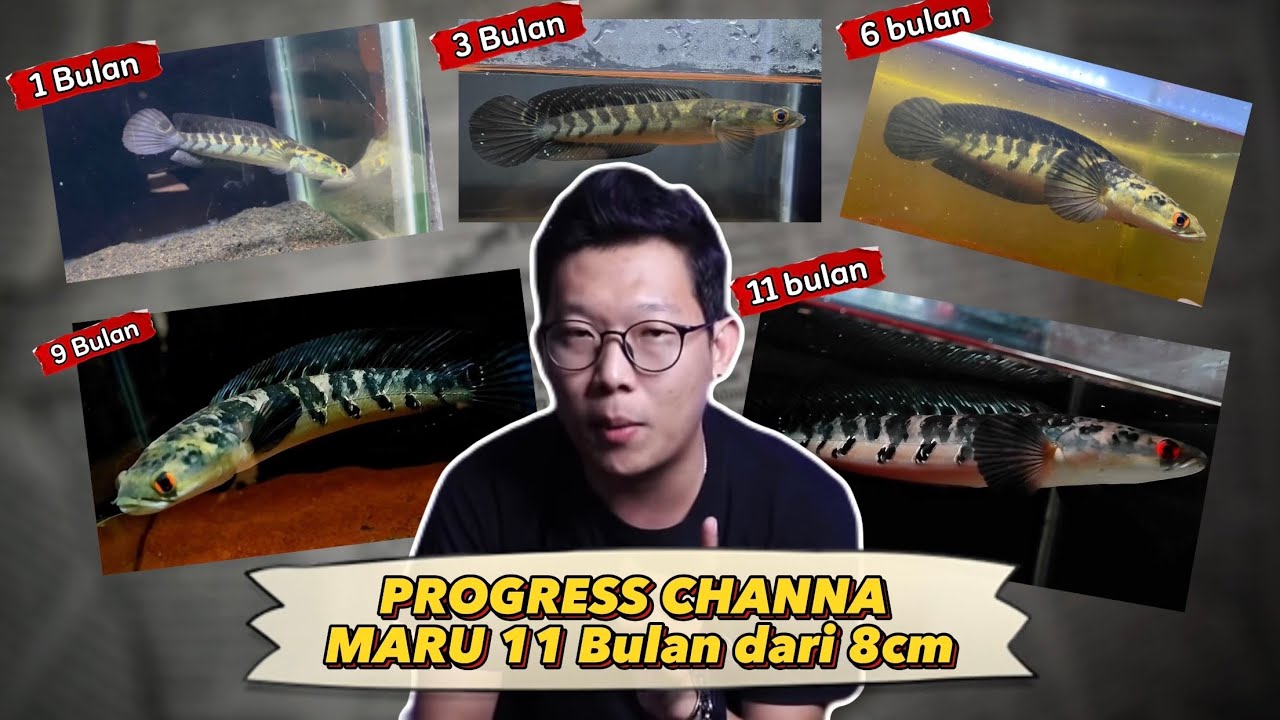 Before & after! Progress channa maru dari 8cm selama hampir 1 tahun.