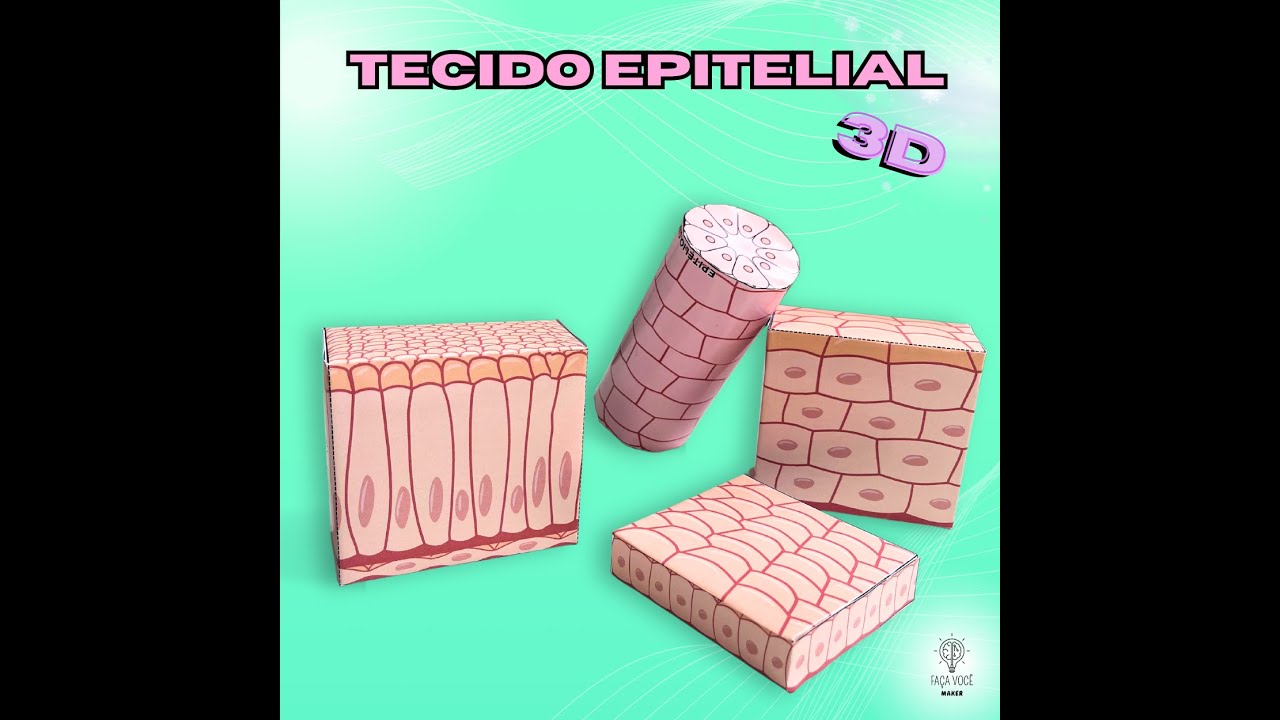 Epitélio simples cúbico (maquete)