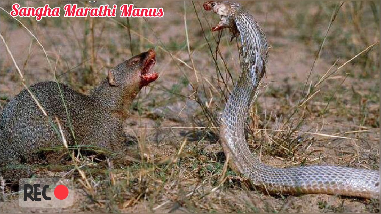 मुंगसाची सापाची झंगड पंकड | Catch the mongoose's snake fight |SMMEp#464 |