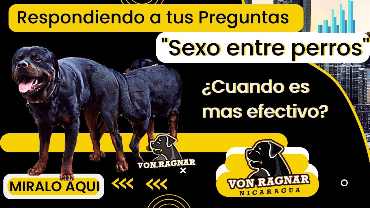 Día más FÉRTIL del CELO 💧Lo que todo Criador Debe Conocer