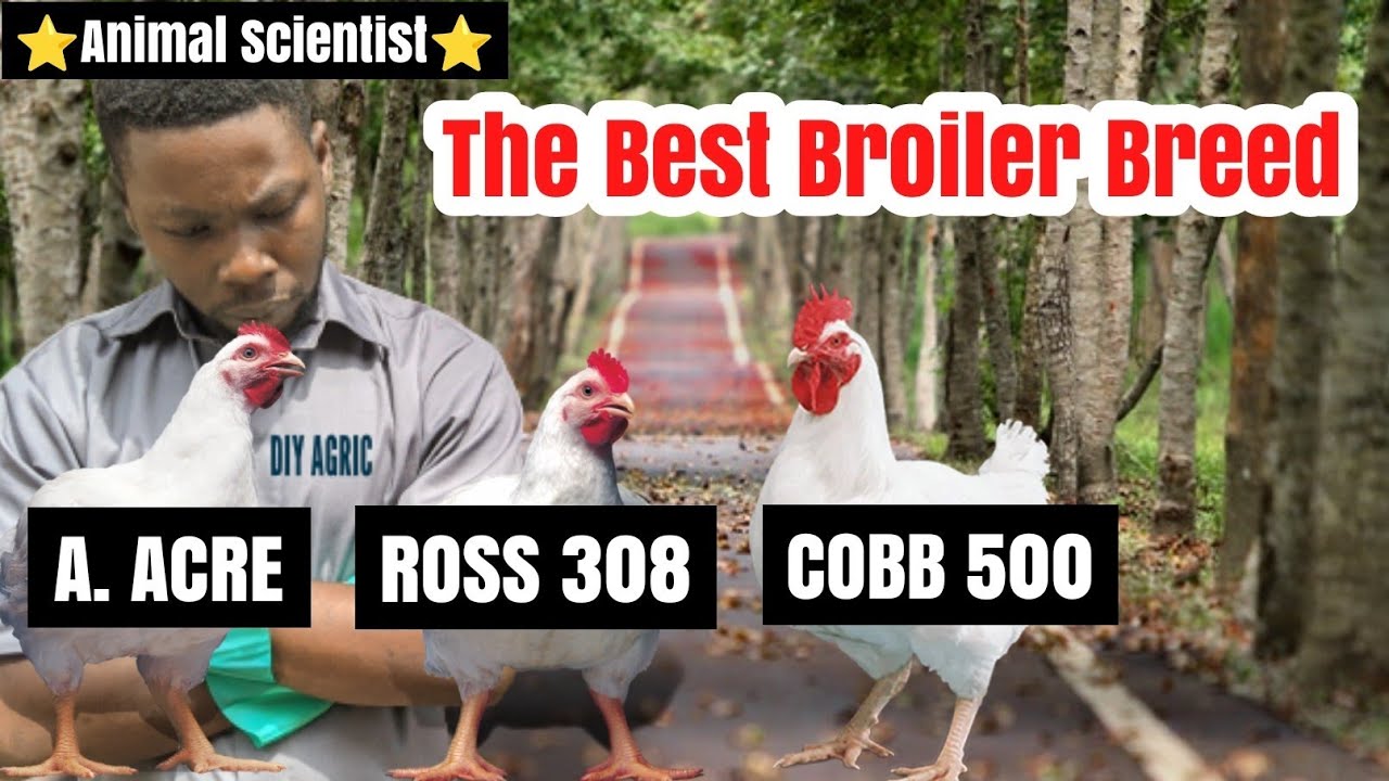 Selecting Best Broiler Breed - Cobb 500, Ross 308, Arbor Acre, etc.