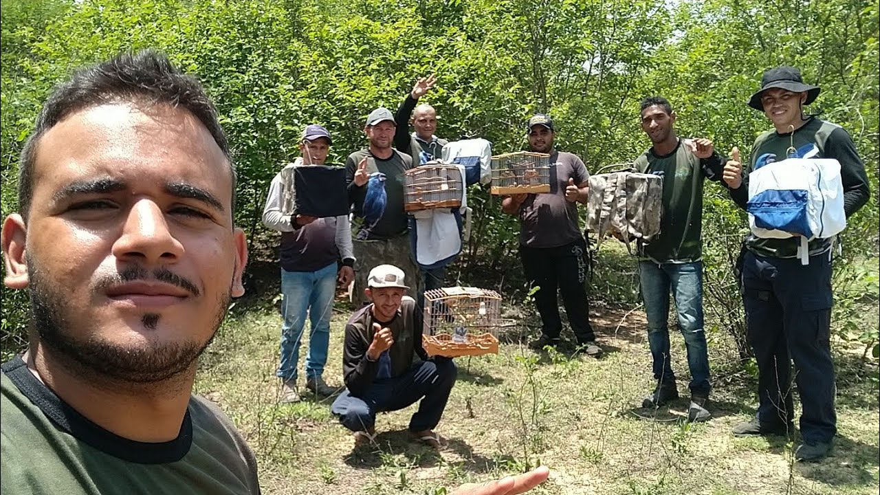 Campeada de azulão Temporada Inverno