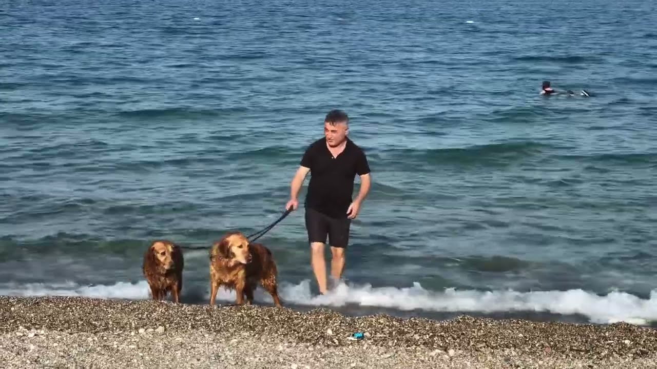Морские собаки на пляже в Бельдиби( Кемер). dogs on the beach in Beldibi. 12 июня 2024