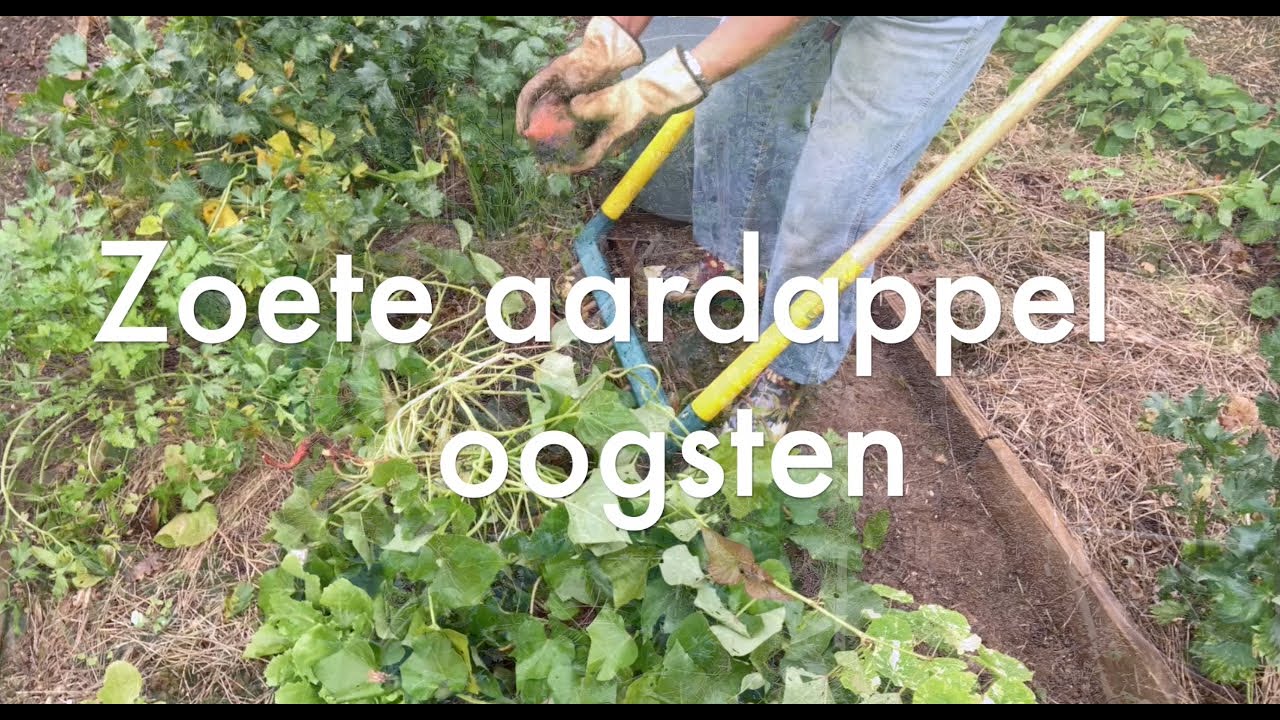 Ini's Moestuin #166 Begin november: zoete aardappel oogsten, uitjes uitplanten, paprika oppotten.