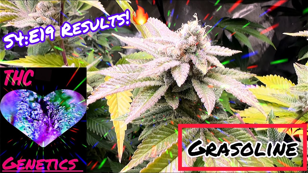 Seed to Harvest - Grasoline