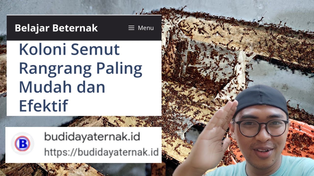Tips Memperbanyak Koloni Semut Rangrang | Tips For Increasing Weaver Ant Colony