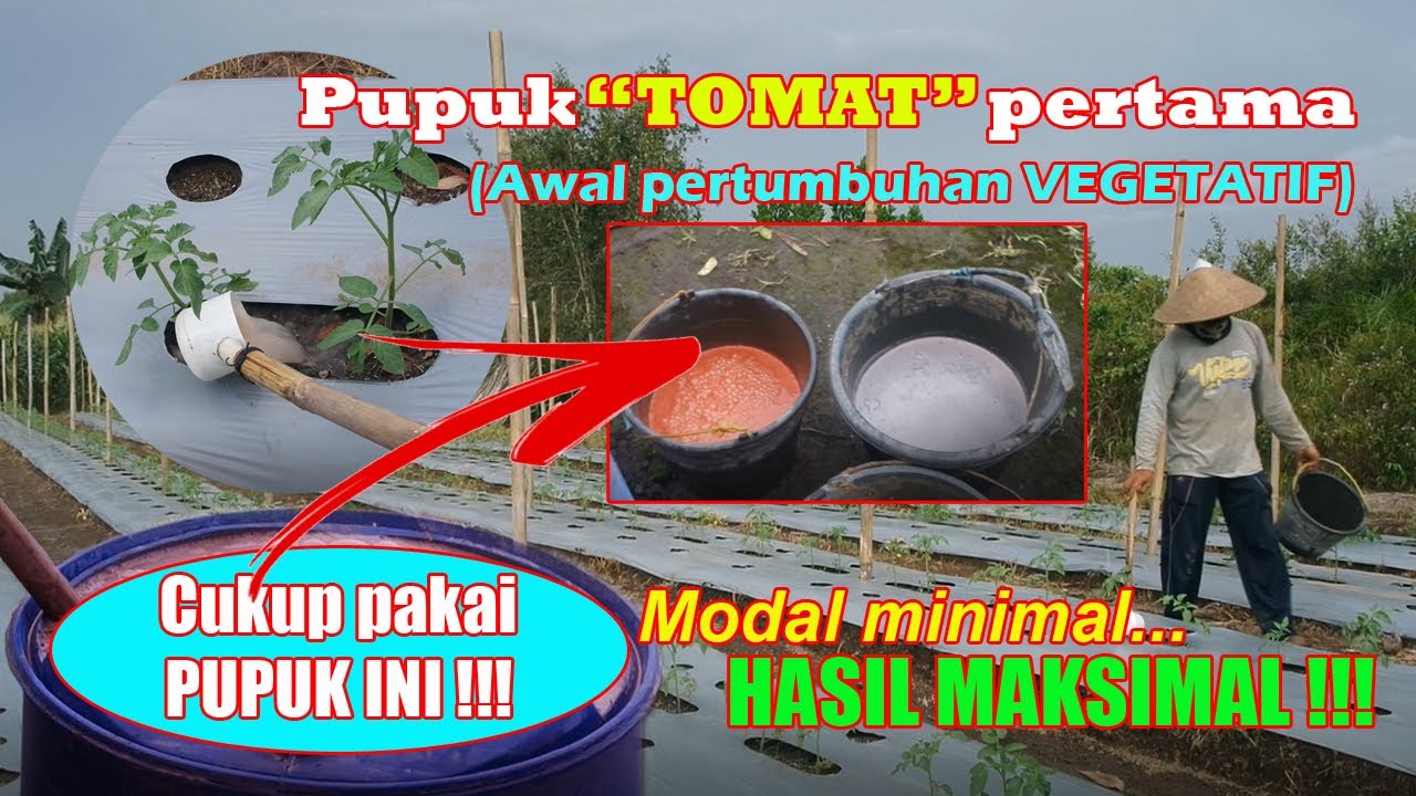 Pupuk Tomat Pertama (1) Umur 7-10 HST (Pupuk Tomat SERVO Masa Pertumbuhan Vegetatif) #budidayatomat