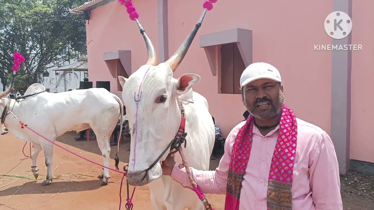 @कोल्हापूर जिल्ह्यातील जातीवंत खिल्लार वळू